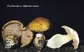 Cortinarius claroturmalis-amf646